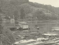 Boomstammen in het water