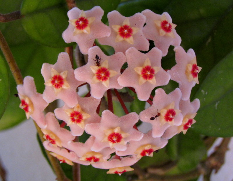 Wax plant Project Noah