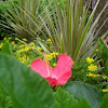 Hawaiian Hibiscus