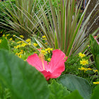 Hawaiian Hibiscus