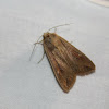 White-speck or armyworm-moth