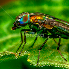 Fly by Jhojon Jenkgod - Animals Insects & Spiders