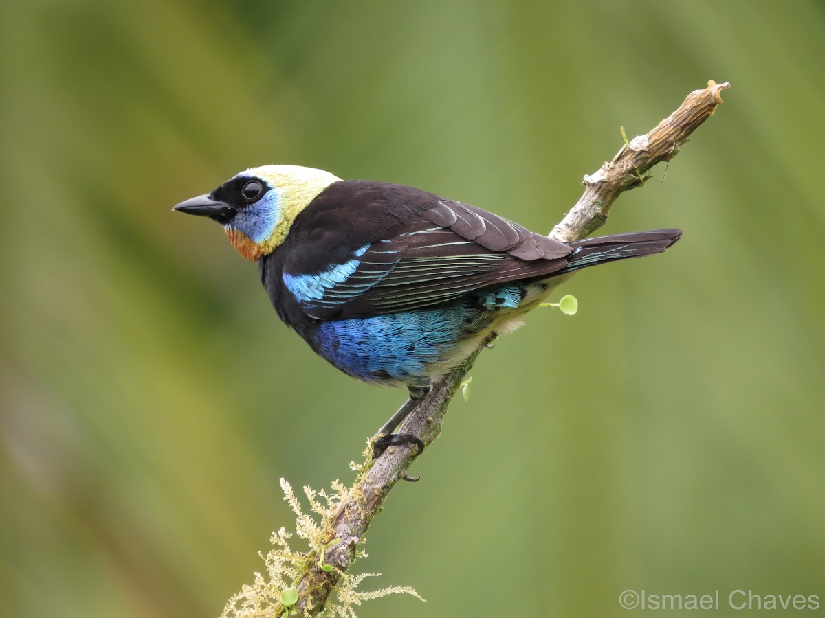 Golden-hooded tanager