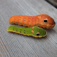 Spicebush Swallowtail larvae