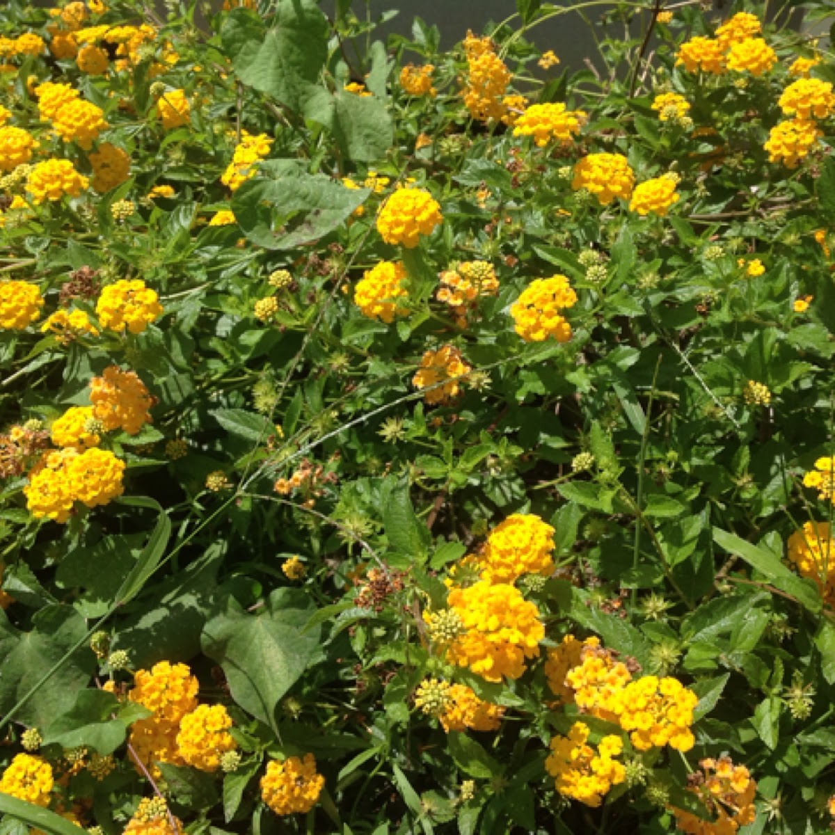 lantana