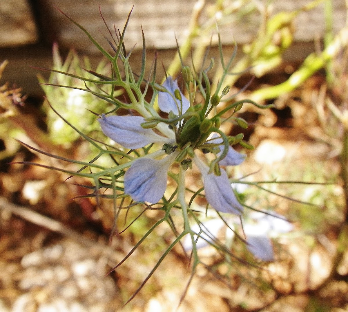 love-in-a-mist