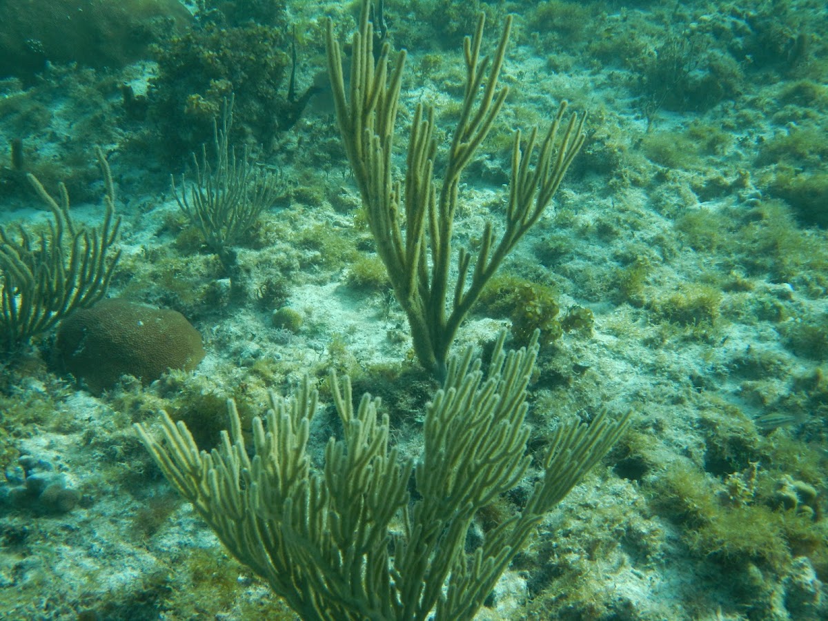 Fan coral