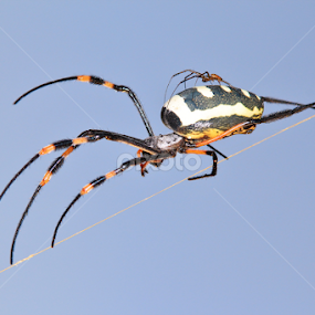 Golden Orb Web Weaver - Hitching a Ride by Dries Alberts - Animals Insects & Spiders