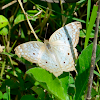 Pavo real blanco