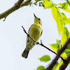 Golden-bellied Gerygone