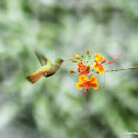 Cinnamon Hummingbird