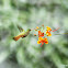 Cinnamon Hummingbird