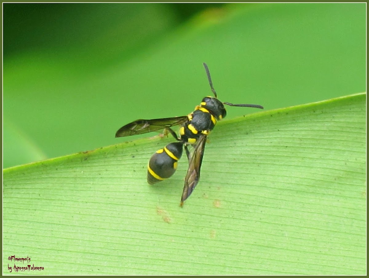 Yellow-spotted Mason Wasp