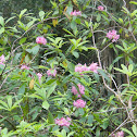 Pacific Coast Rhododendron