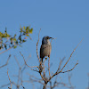 Western Scrub Jay