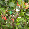 Cuban Emerald Hummingbird