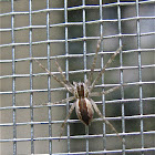 Nursery Web Spider