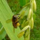 Western European Honey Bee