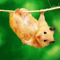 3D cute hamster