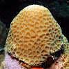 Tombstone Coral