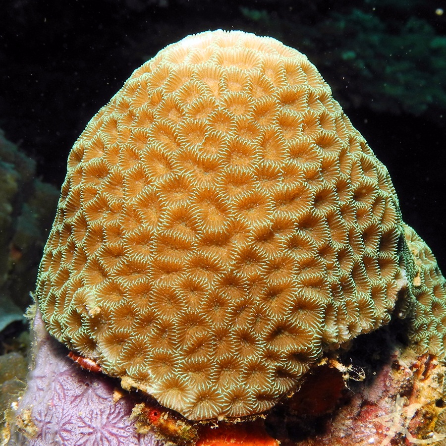 Tombstone Coral
