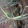 Desert milkweed seedpods