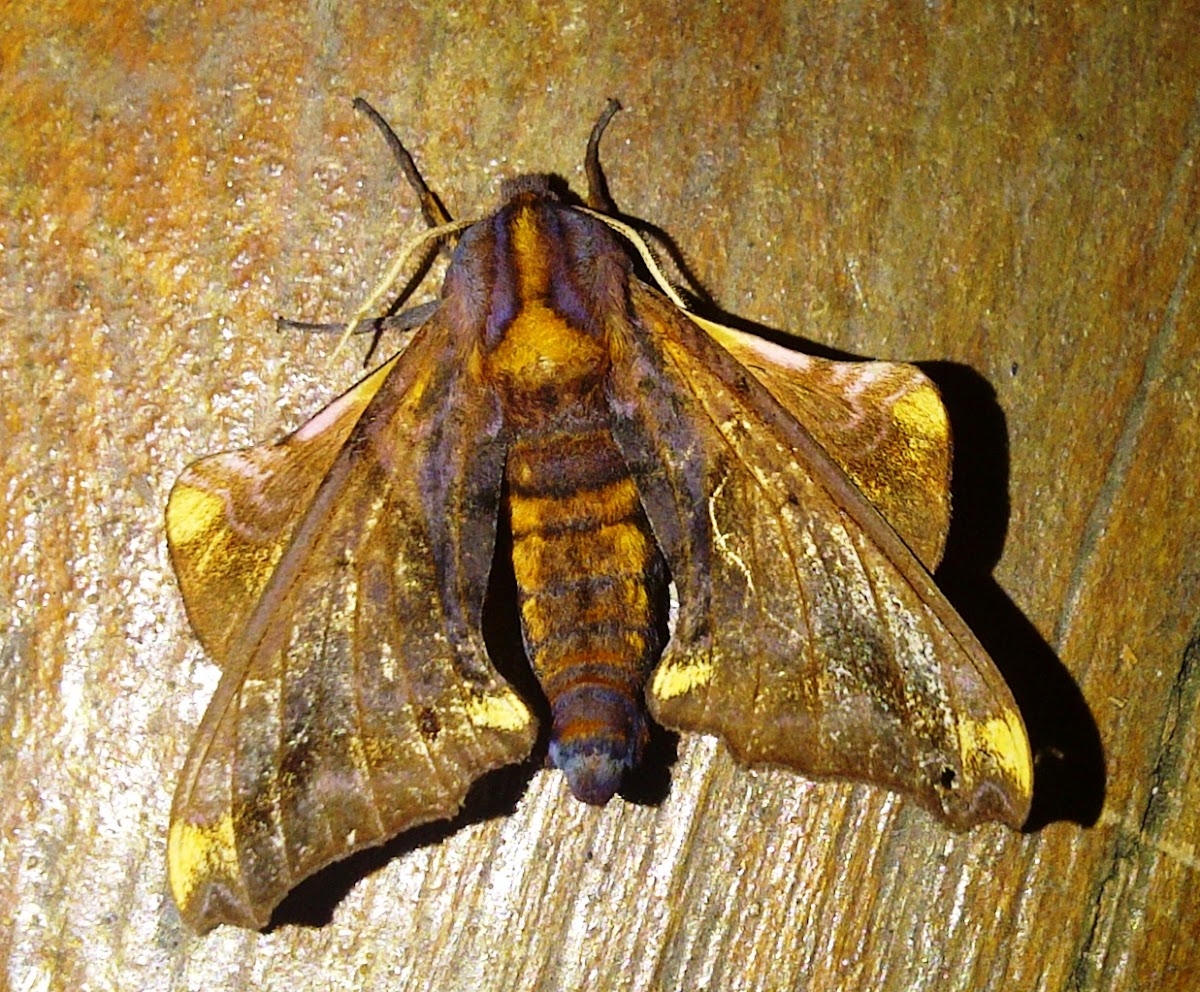 Small-eyed Sphinx Moth