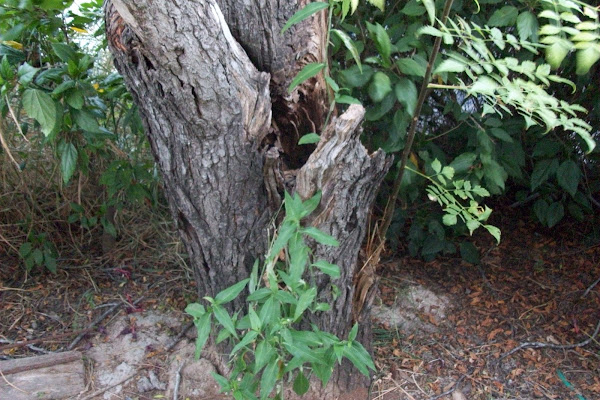 Widow's Tears | Project Noah