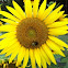 Sunflower w/ bumble bee