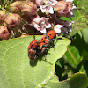 Red Milkweed Beetle