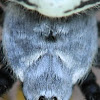 banded garden spider (close-up)