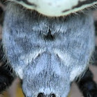 banded garden spider (close-up)