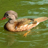 Mandarin duck (Eclipse plumage)