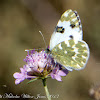 Bath White Butterfly