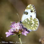 Bath White Butterfly