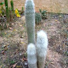 Cactus Cephalocereus senilis