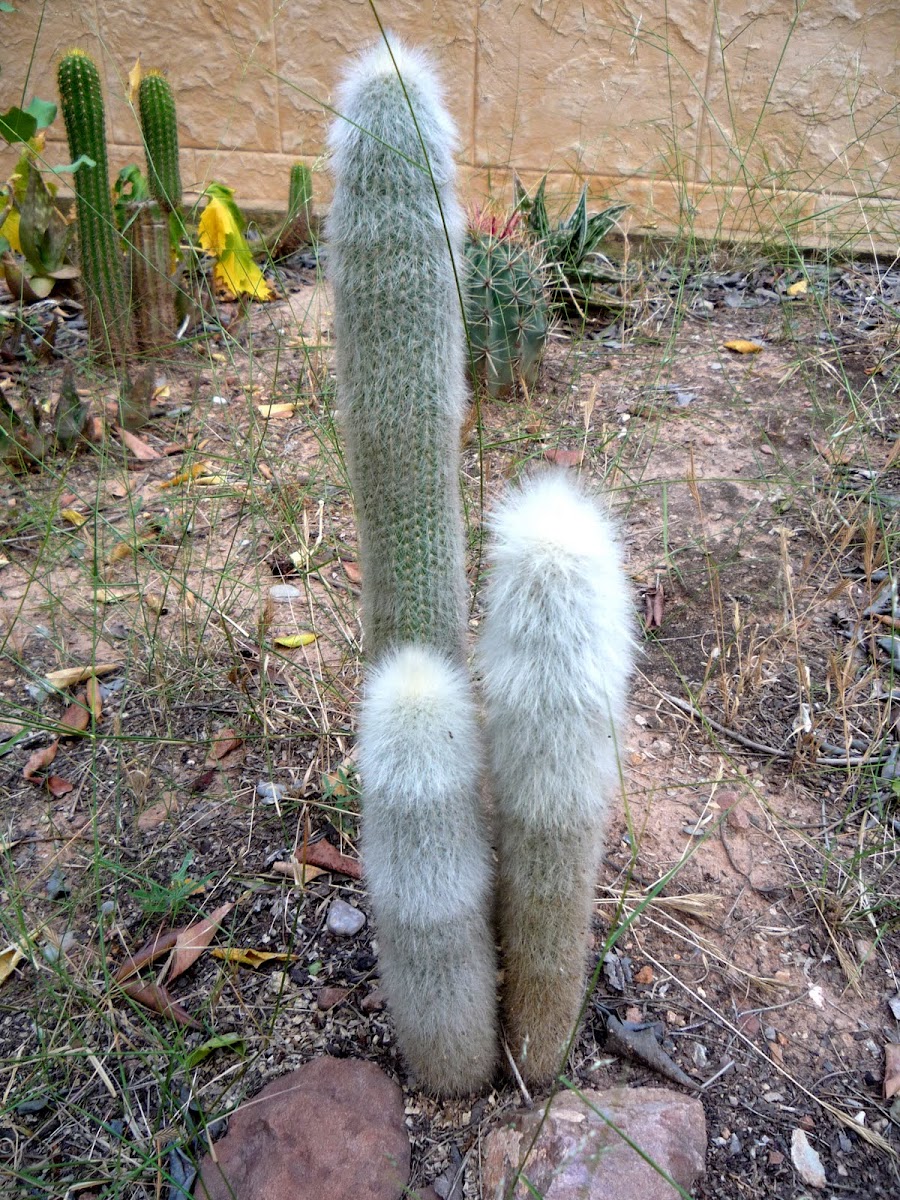 Cactus Cephalocereus senilis