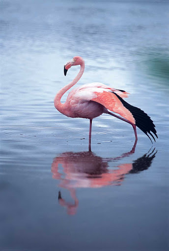Lindblad-Expeditions-Galapagos-flamingo - While sailing the Galápagos Islands on a Lindblad Expedition, you'll be able to see flamingos and other local wildlife.