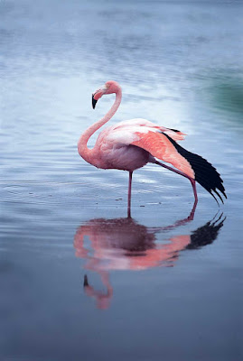 A wild flamingo spotted in the Galapagos on a Lindblad expedition.