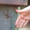 Dark Fishing Spider (male)