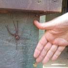 Dark Fishing Spider (male)