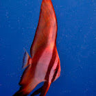 Juvenile Orbicular Batfish