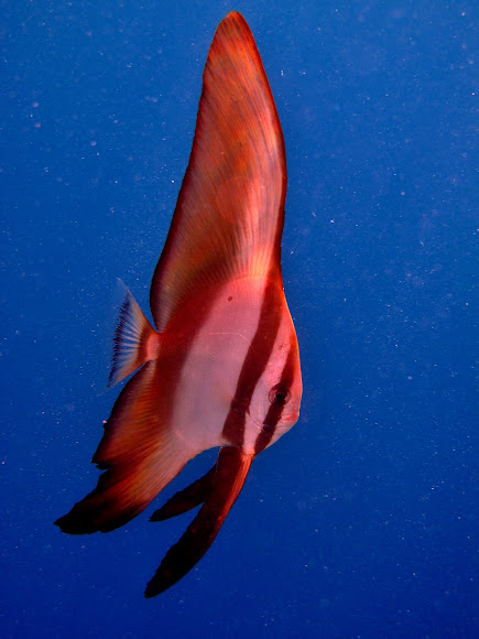 Juvenile Orbicular Batfish | Project Noah