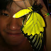 Golden birdwing 