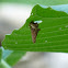 Bagworm case with occupant