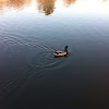 (Male) Mallard duck
