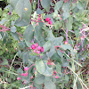 Saskatoon berries