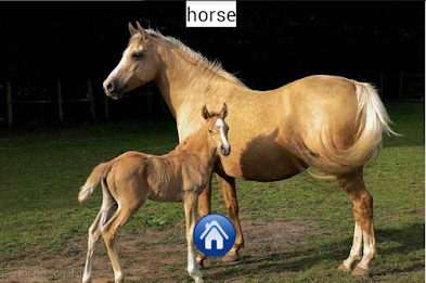 The Zoo(Animals-Names-Sounds) poster 1