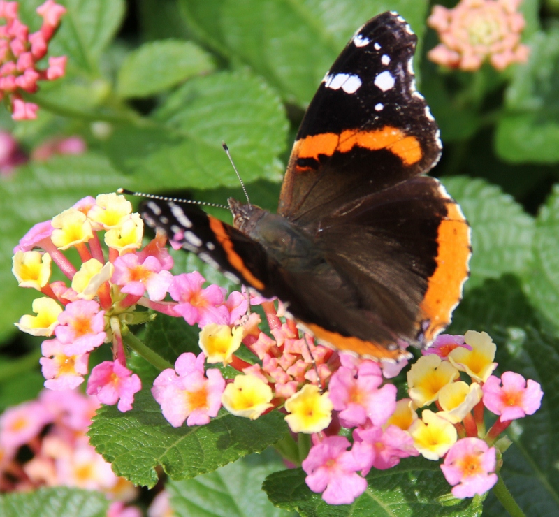  red admiral