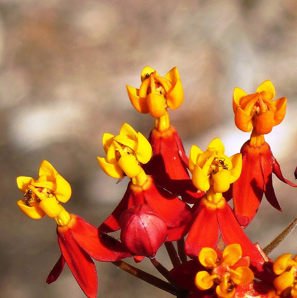 Blood Flower Project Noah